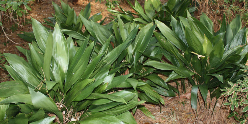 aspidistra