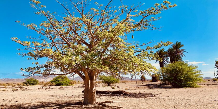 baobab