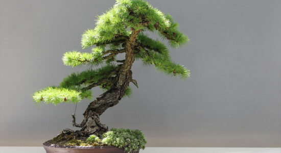 bonsai