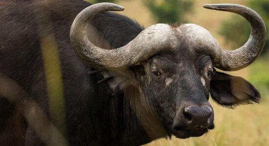bufalo