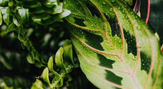 calathea lancifolia