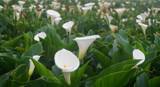 calle