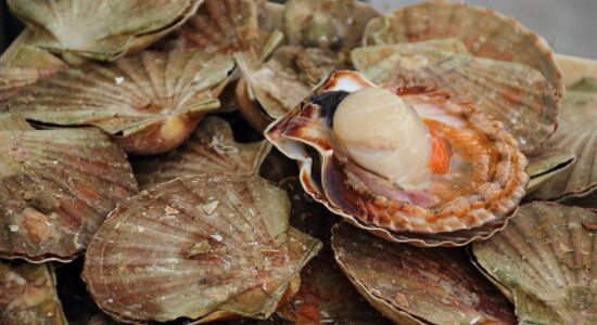 capesante-frutti-di-mare