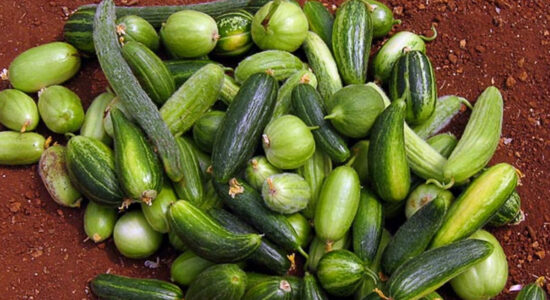 carosello