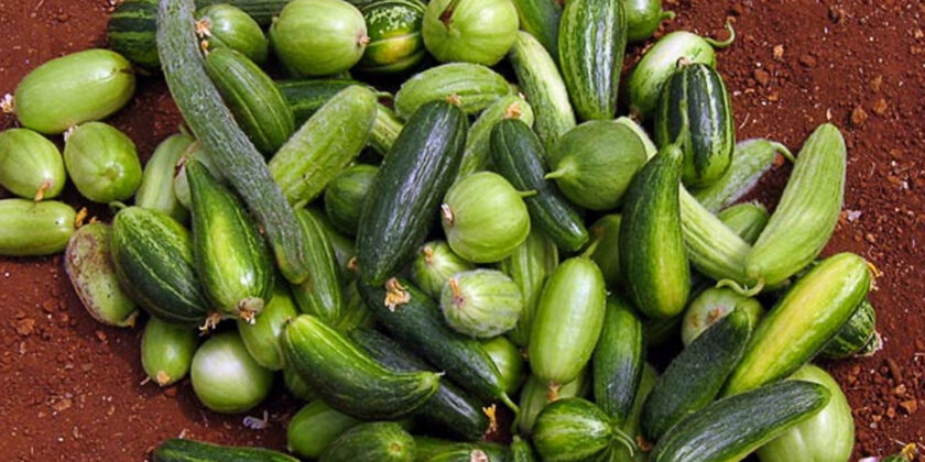 carosello