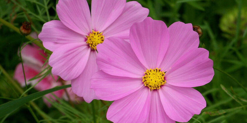 cosmos pianta