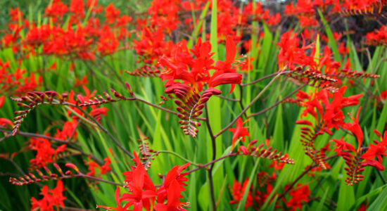 crocosmia
