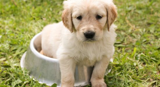 cucciolo