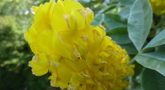 cytisus battandieri