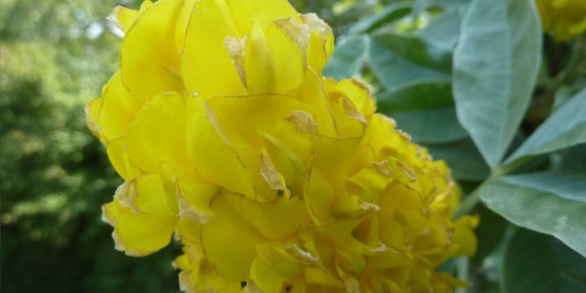 cytisus battandieri