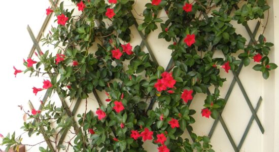 dipladenia