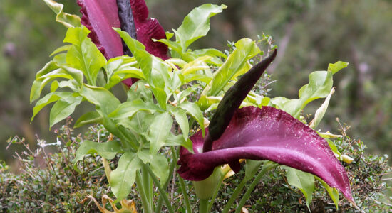 pianta dragontea