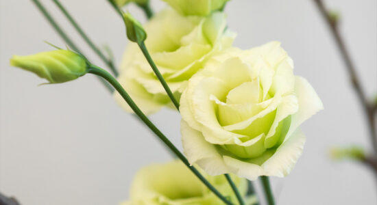 eustoma
