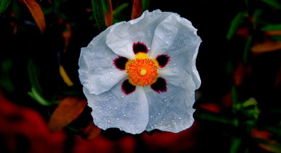 fiore di cisto