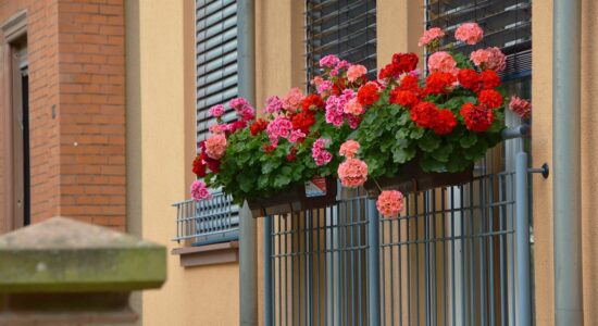 fiori