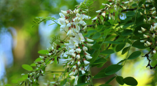 fiori