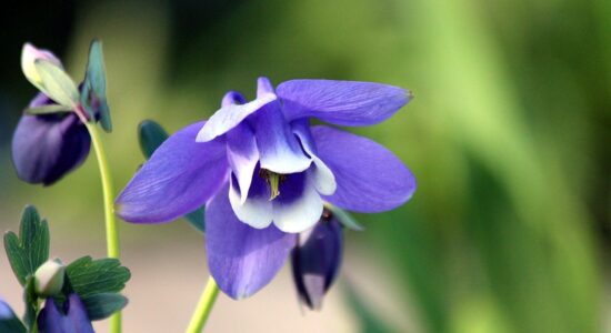 fiori di aquilegia