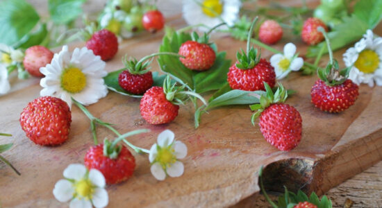 fragoline