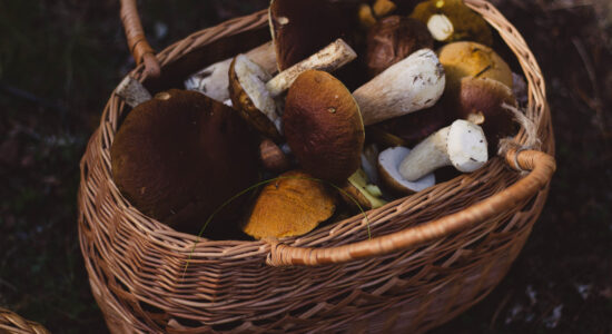 funghi