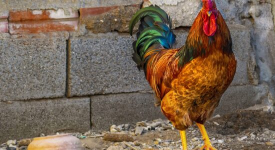 gallo