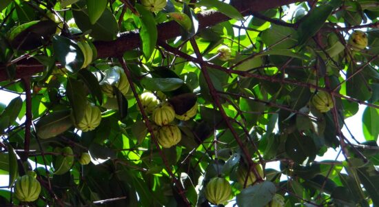 garcinia