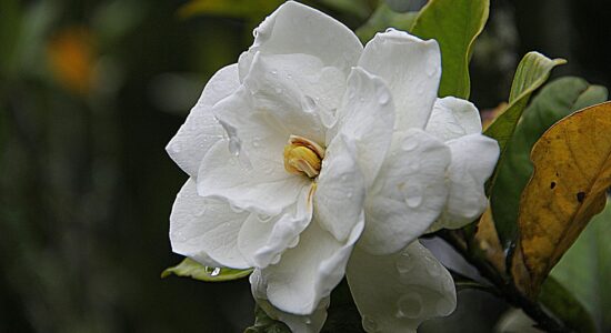 gardenia