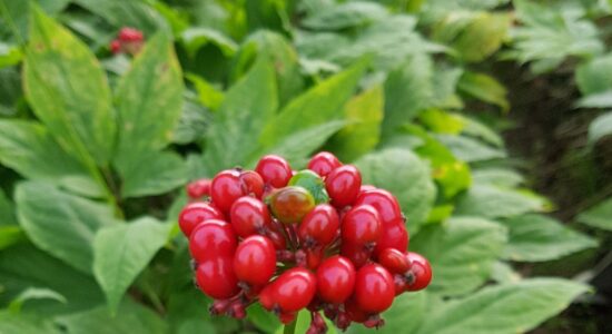 pianta di ginseng