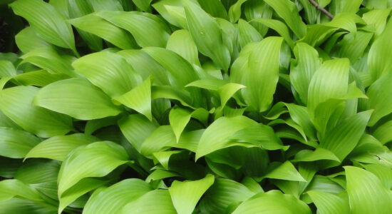 hosta