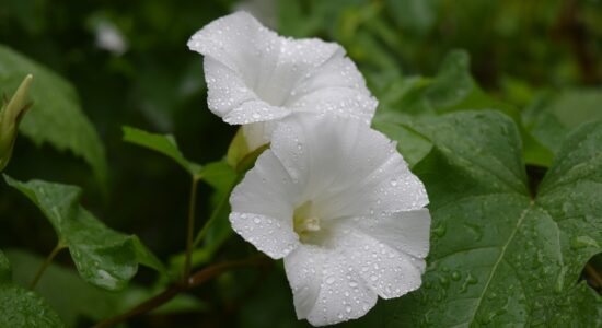 ipomoea