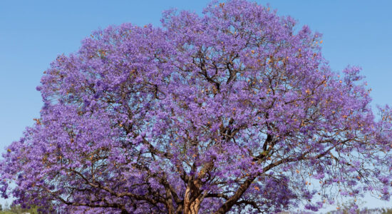 jacaranda