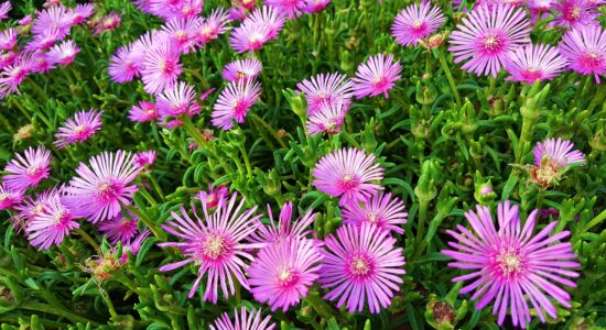fiori di lampranto
