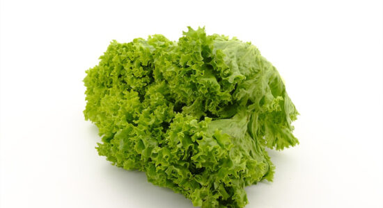 lattuga