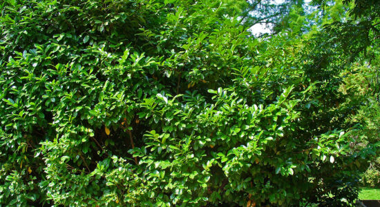 lauroceraso