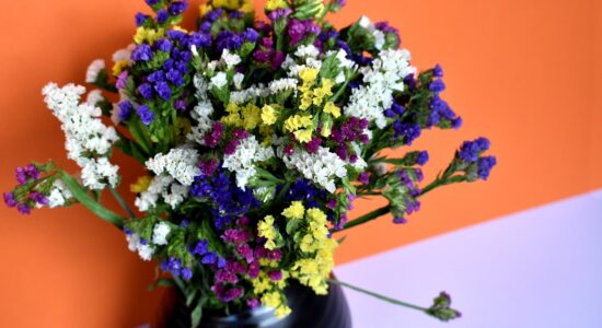 limonium