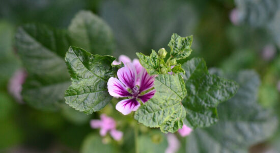 malva