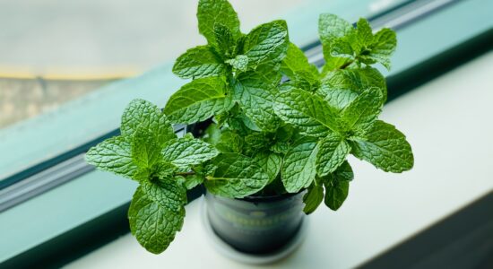 menta
