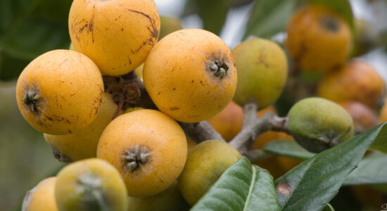 nespole