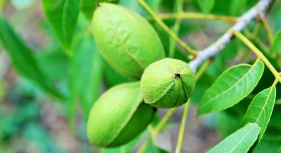noci pecan