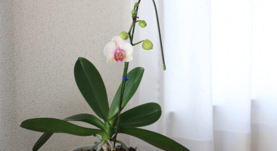 orchidea