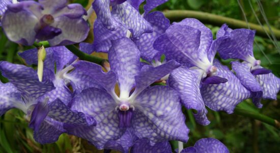 orchidee