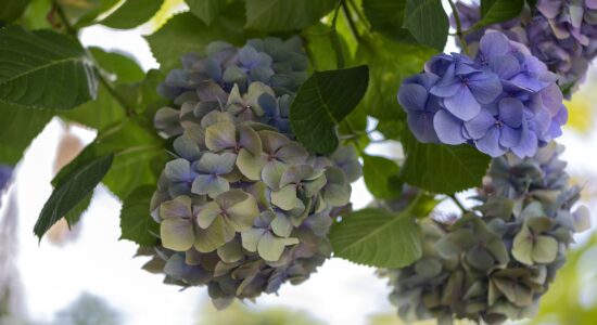 ortensie