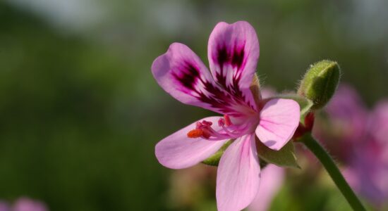 pelargoni