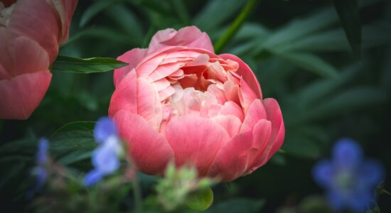 peonia