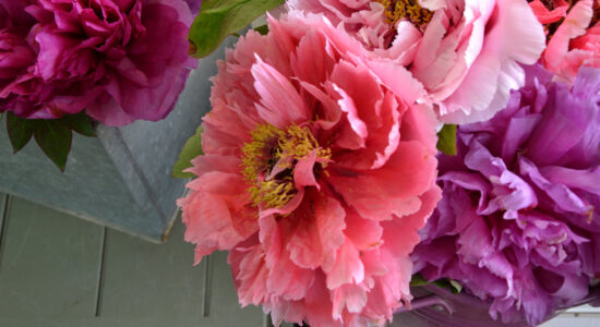 peonie