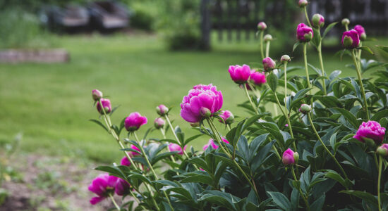 peonie