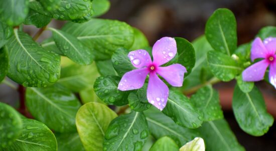 pervinca