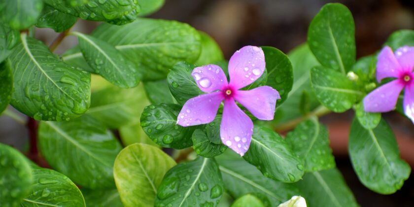 pervinca