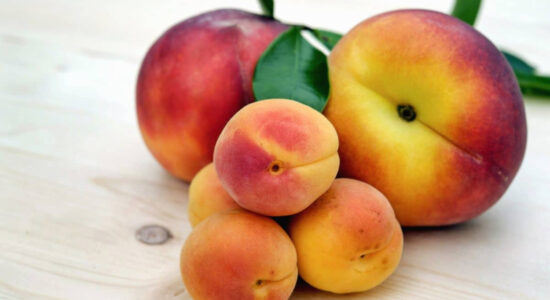 pesche