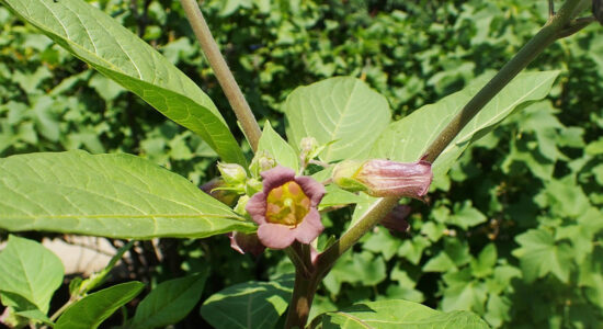 pianta