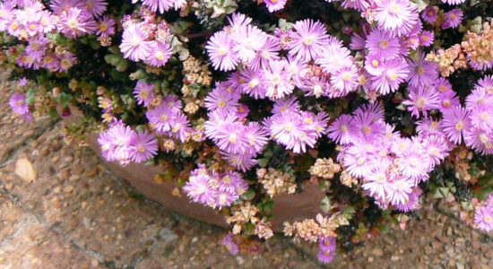 pianta oscularia